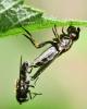 Cheilosia sp.